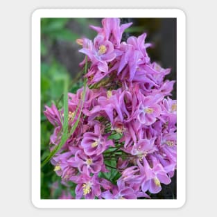 Pink Spring Flowers Magnet